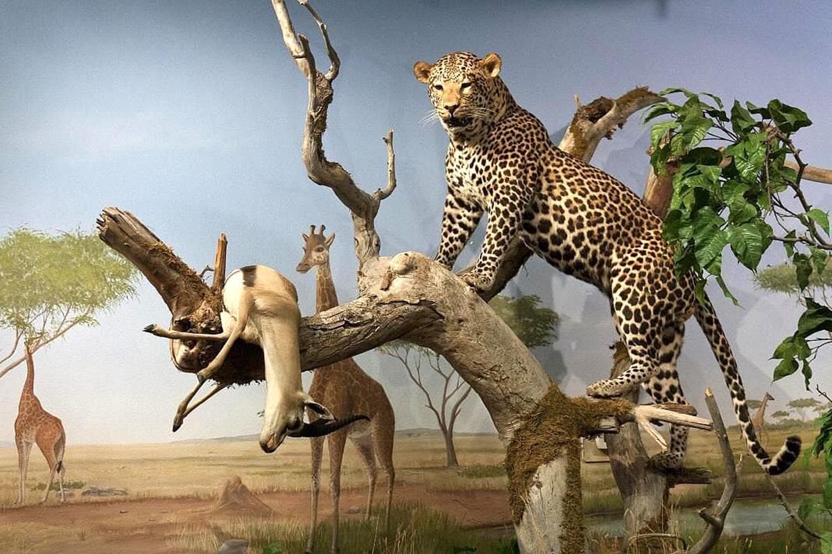 Las Vegas Natural History Museum