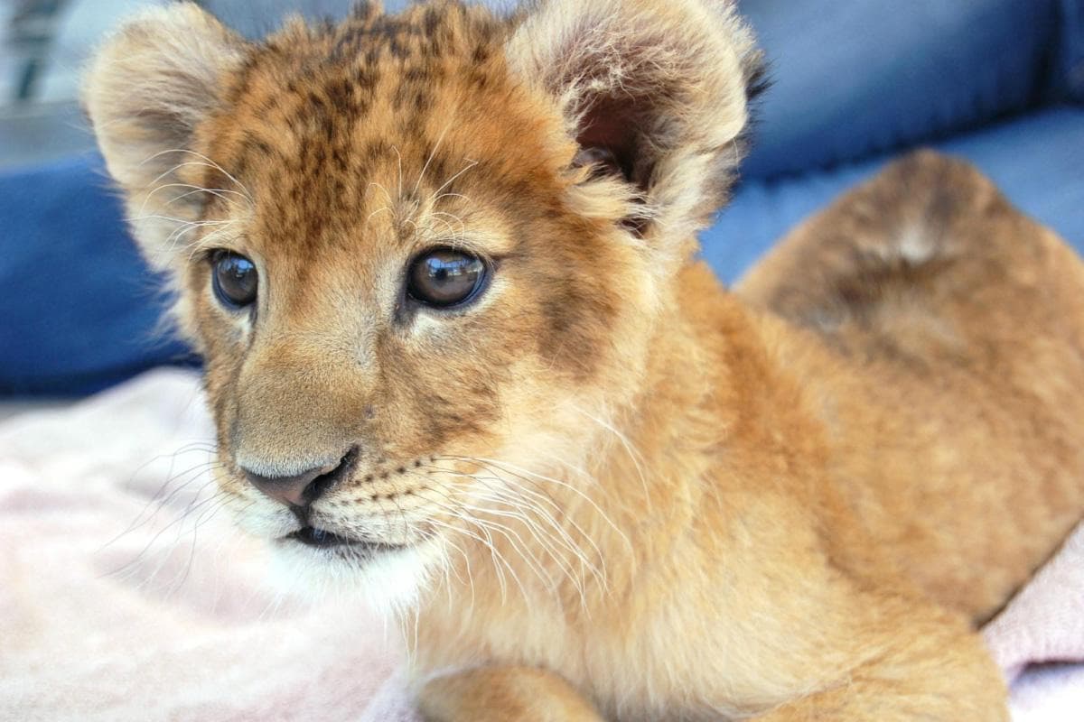 Lion Habitat Ranch