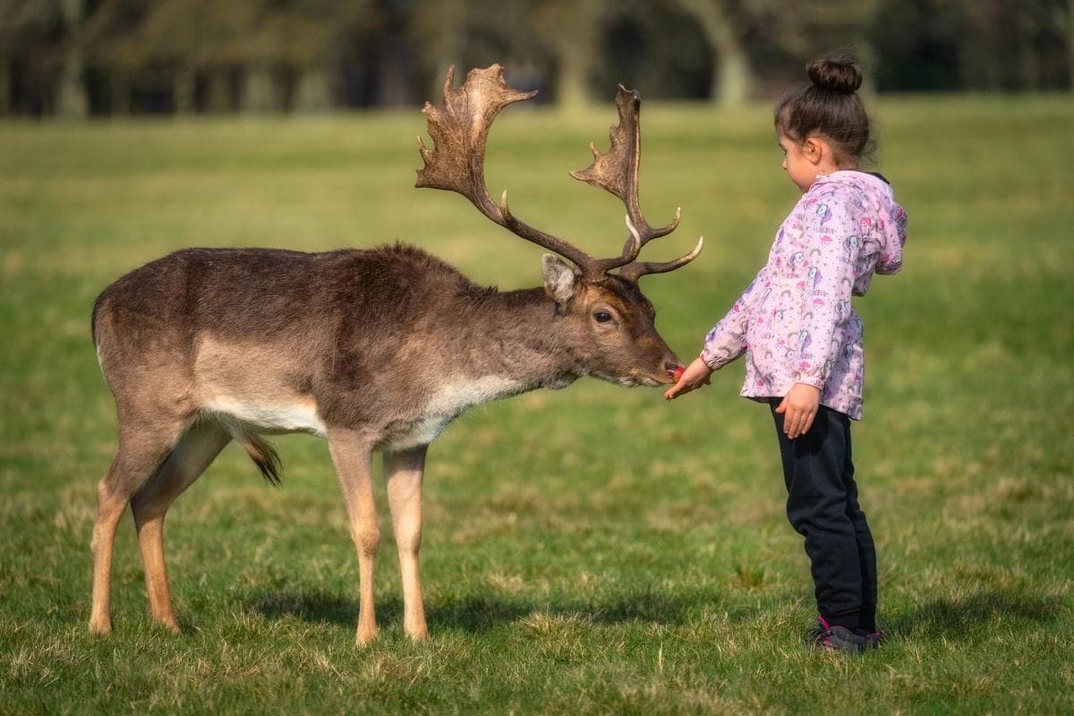 Dublin Phoenix Park