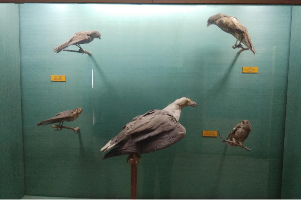 Odisha State Museum
