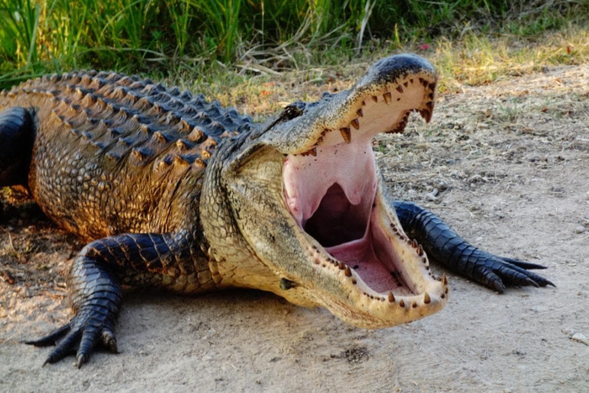 Jean Lafitte National Historical Park and Preserve