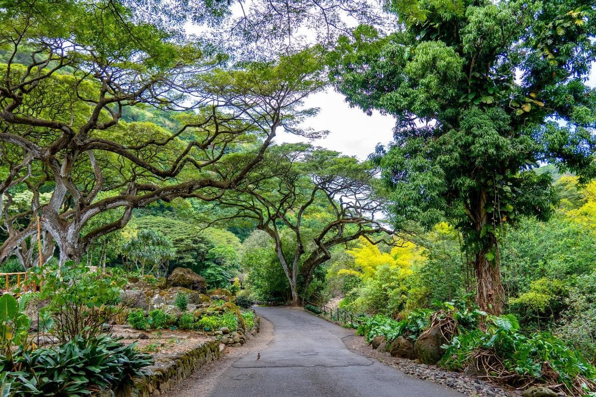 Waimea Valley