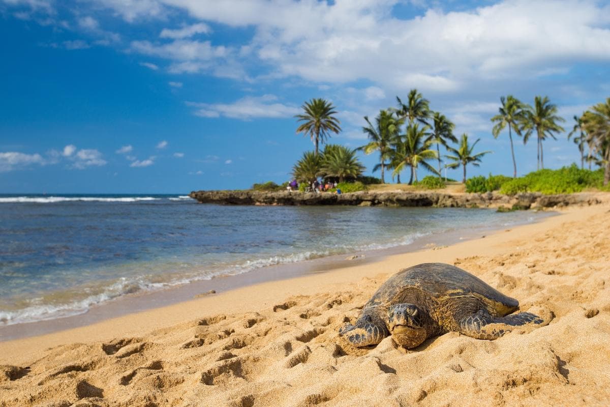 Haleiwa