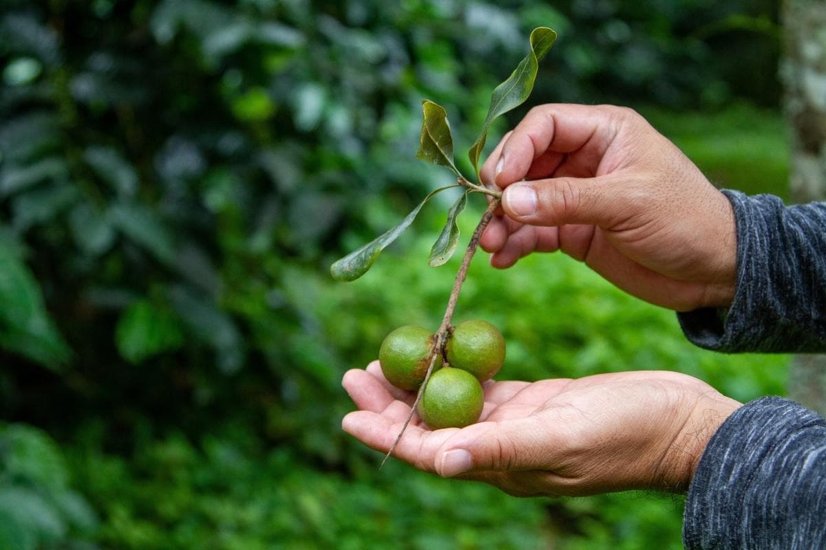 Tropical Farms Macadamia Nut Farm