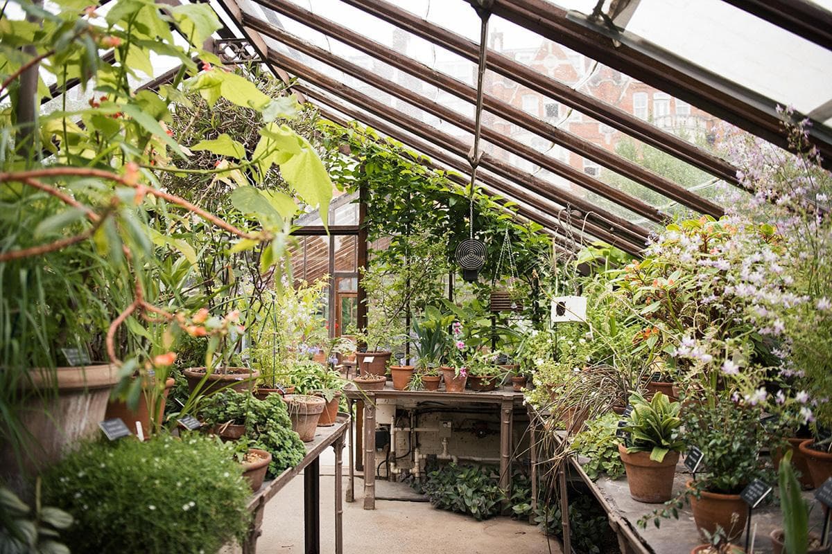 Chelsea Physic Garden