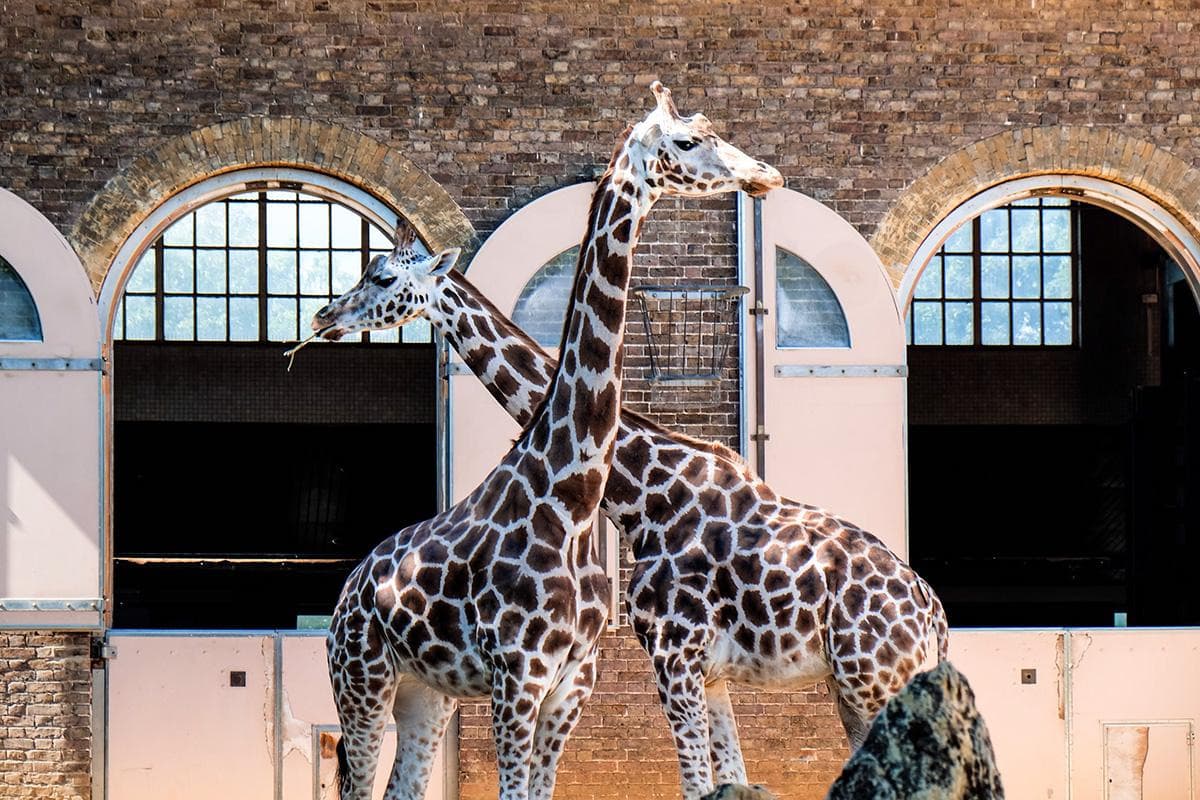 London Zoo