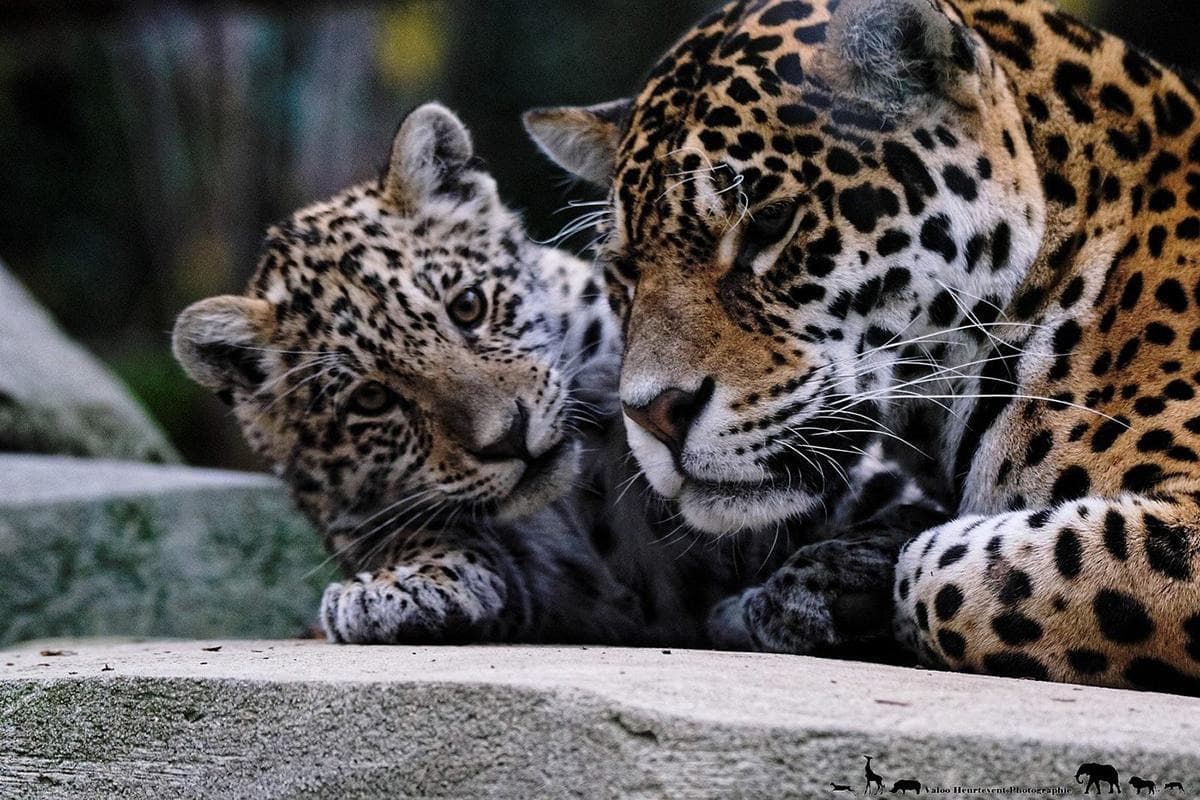 Paris Zoological Park (Parc Zoologique de Paris)