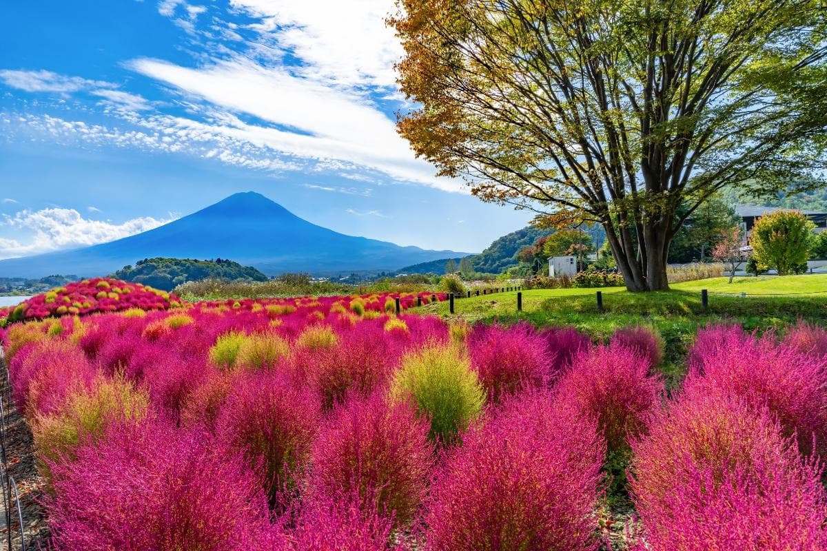 Oishi Park