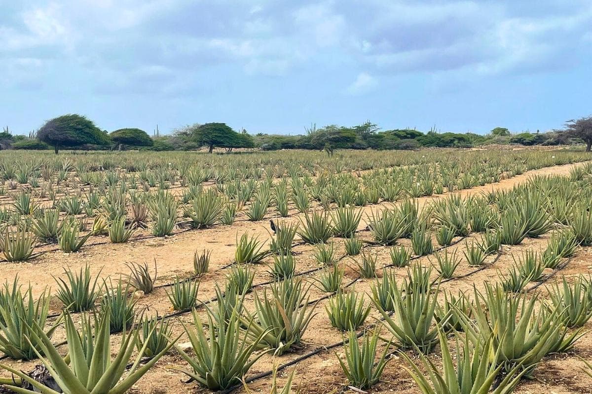 Aruba Aloe Factory & Museum
