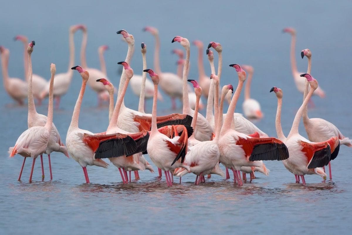 Molentargius - Saline Regional Park (Parco Naturale Regionale Molentargius - Saline)