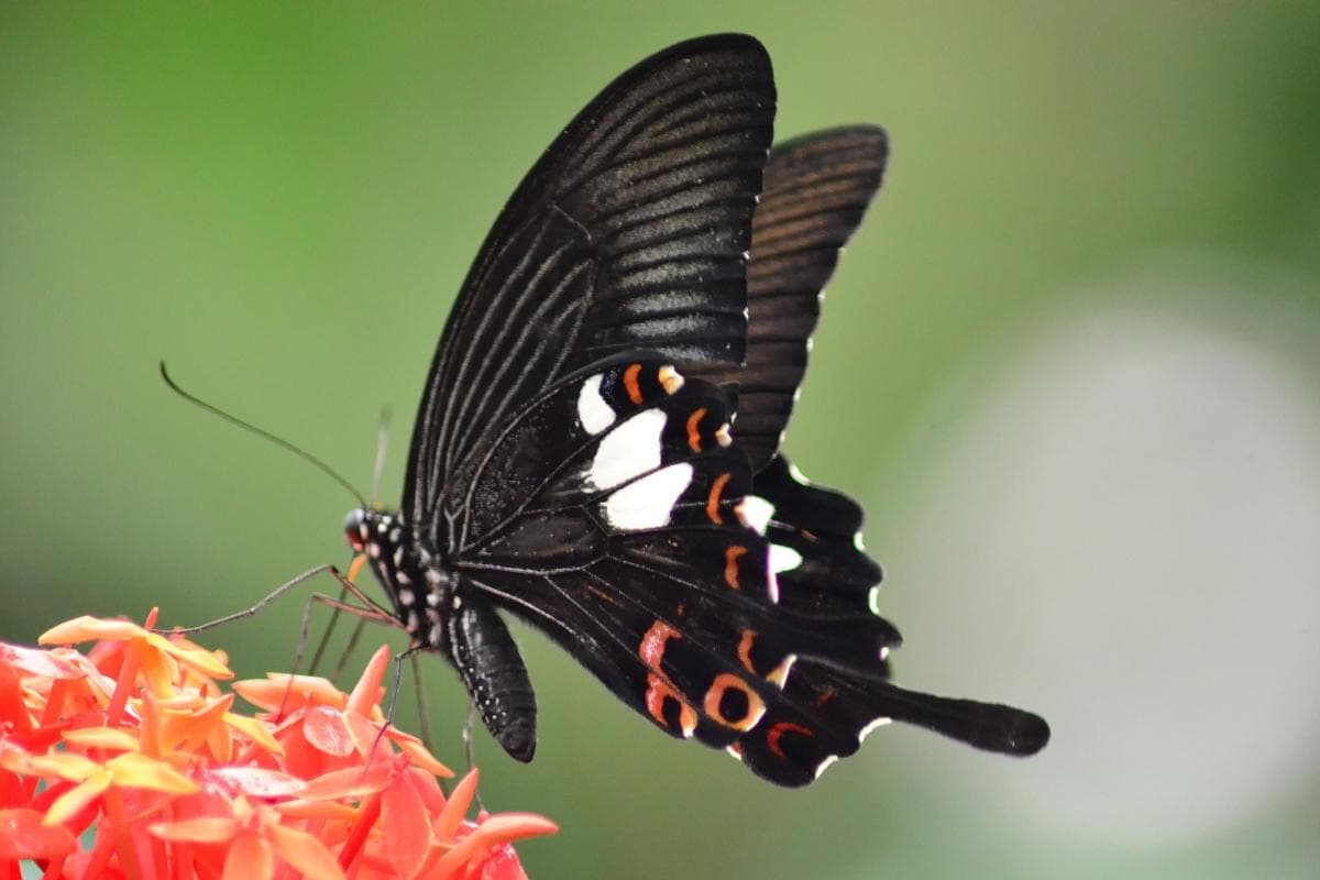 Kuala Lumpur Butterfly Park