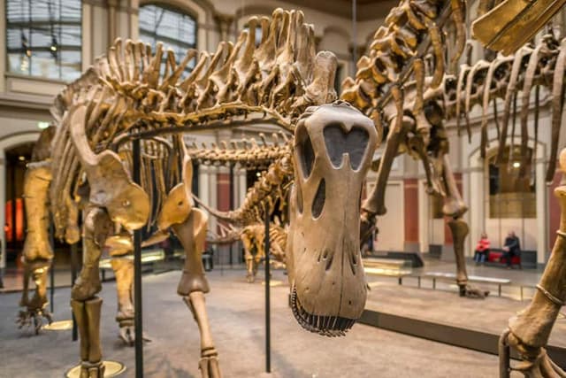 Natural History Museum Tickets + Audio Guide