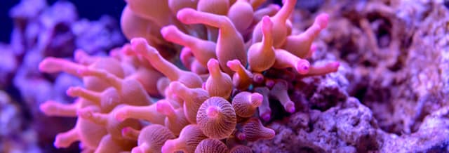 SEA LIFE® Ticket