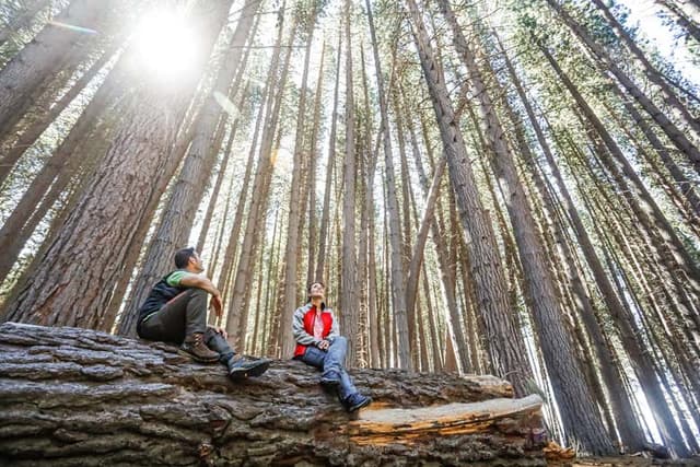 Victoria Island & Myrtle Forest Day Trip