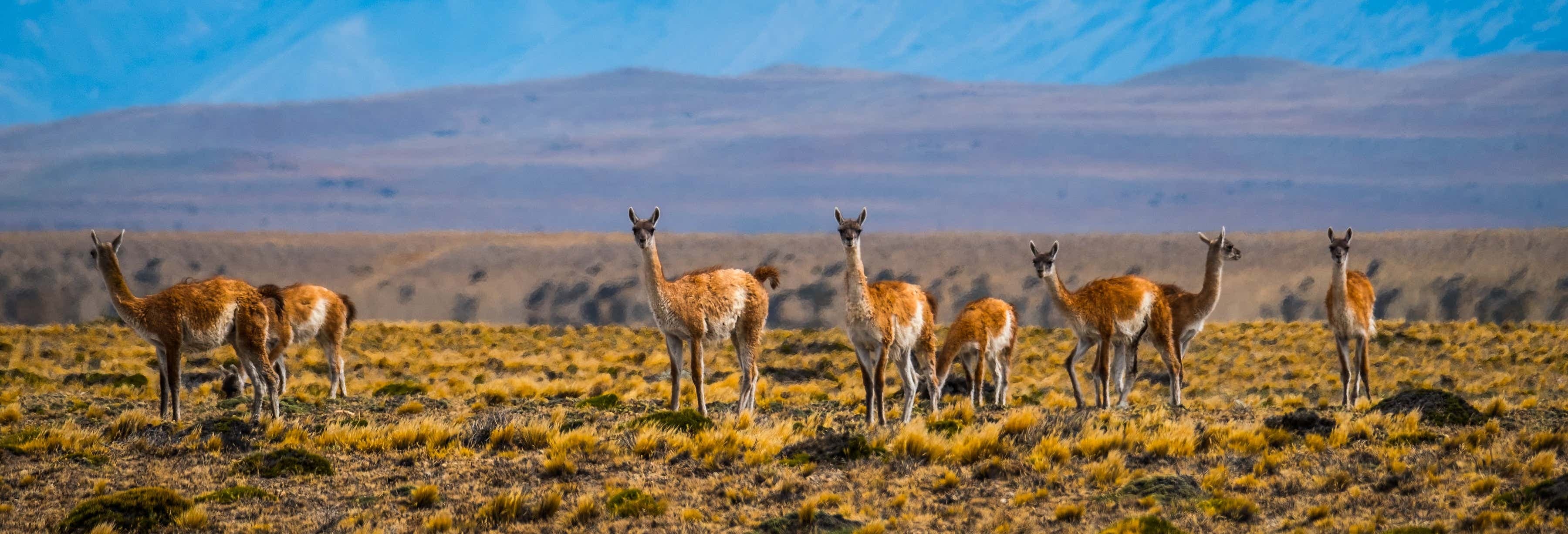 Best Calafate Panoramic Tour & El Calafate Sightseeing
