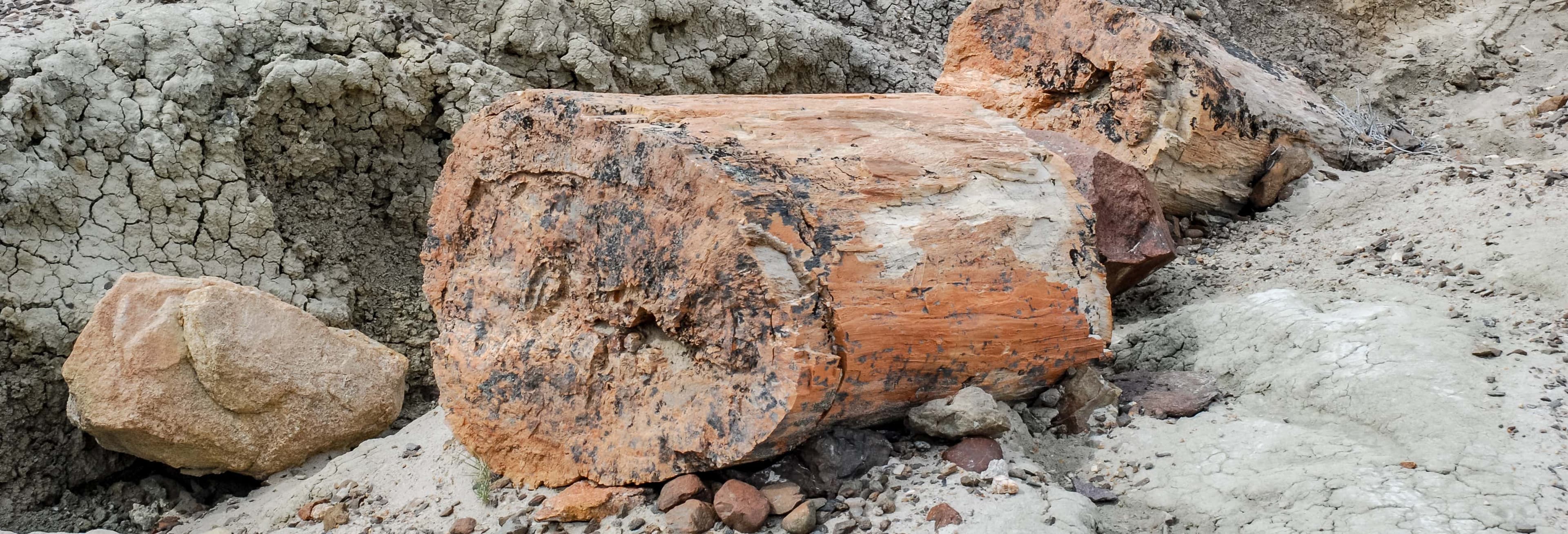 Explore Ancient Wonders: La Leona Petrified Forest Tour