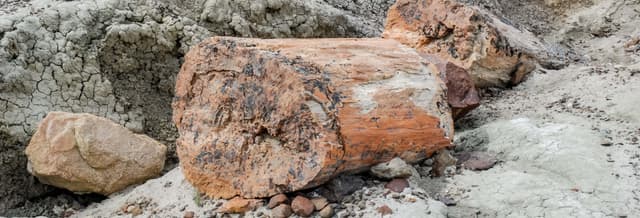 La Leona Petrified Forest Hike