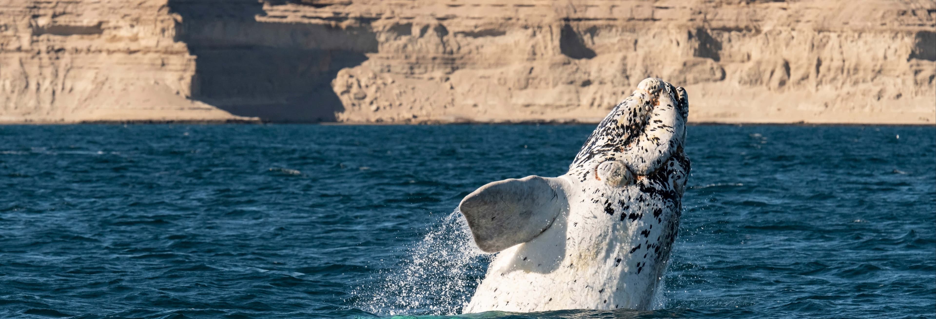 Unforgettable Whale Watching Tours in Puerto Madryn