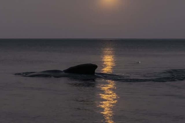 Stargazing at Playa El Doradillo