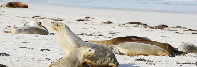 Kangaroo Island Day Trip