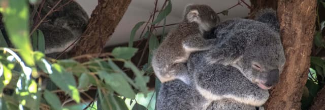 Brisbane River Cruise & Koala Sanctuary Tour