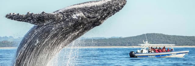 Whale Watching at Cape Byron Marine Park