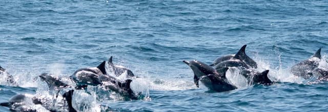 Dolphin Watching in Cape Byron Marine Park