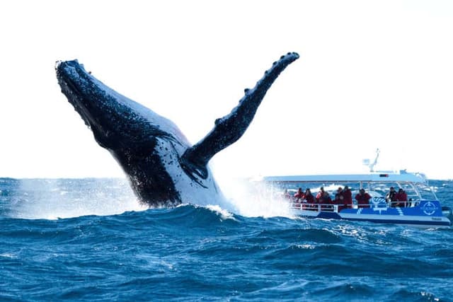 Whale Watching at Cape Byron Marine Park