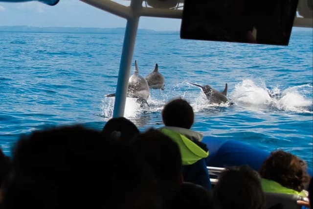 Dolphin Watching in Cape Byron Marine Park