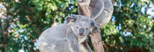 Currumbin Wildlife Sanctuary Ticket