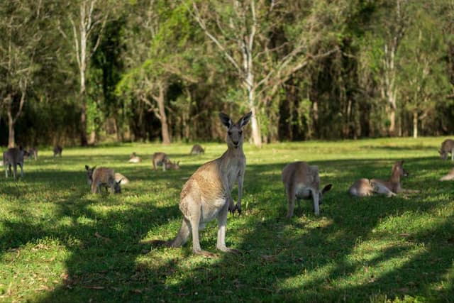 Tamborine National Park Day Trip