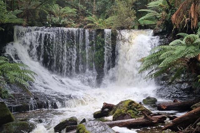 Mount Field National Park Day Trip