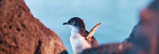 Penguin Parade at Phillip Island