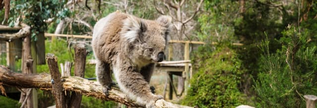 Phillip Island Nature Parks Ticket