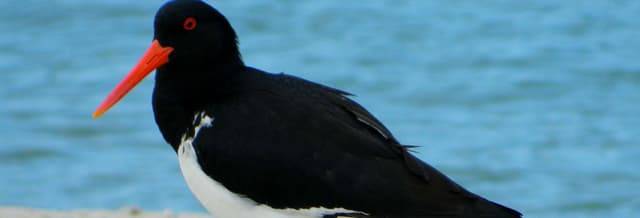 Bird Watching Cruise Tour