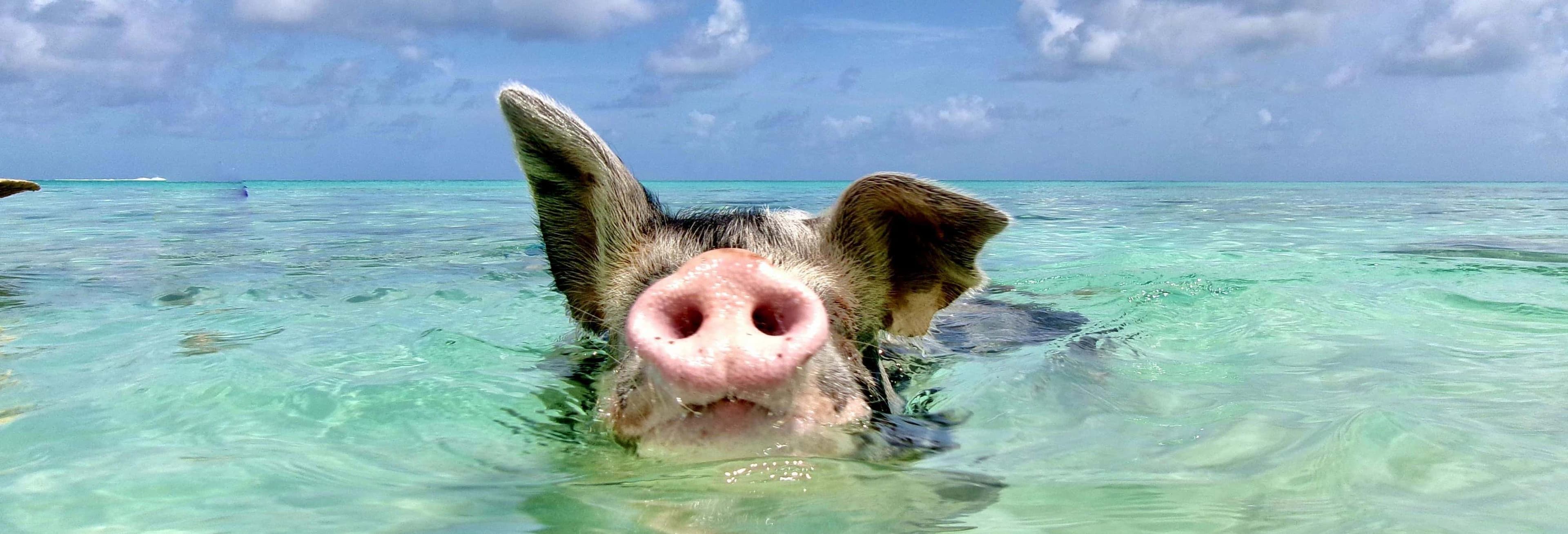 Unforgettable Pearl Island Excursions & Nassau Getaways