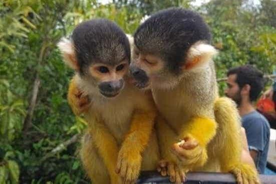 Madidi National Park 3 Day Trip