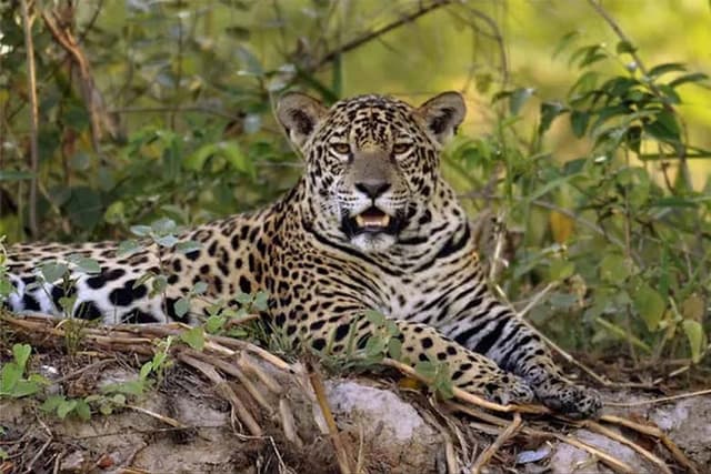 Safari Through the Mato Grosso Marshland