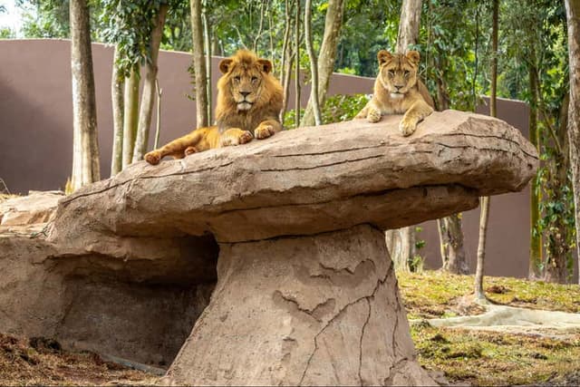 Simba Safari Tickets