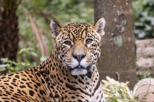 São Paulo Zoo Tickets