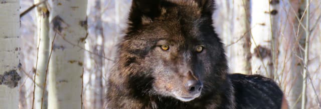 Yamnuska Wolfdog Sanctuary Day Trip Ending in Calgary