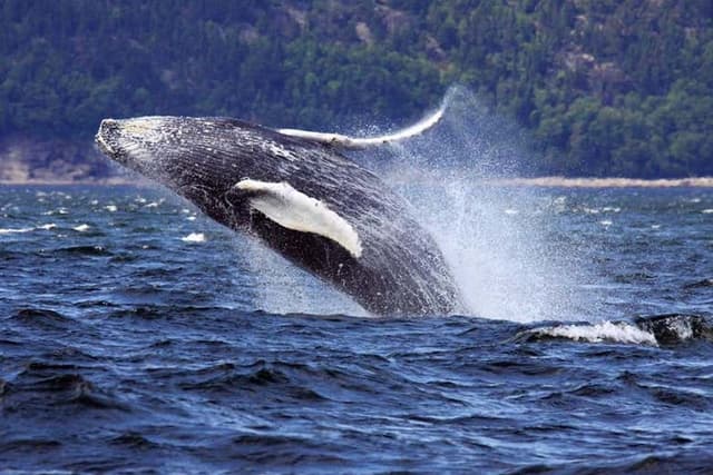 Quebec Whale Watching Boat Trip