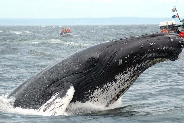 Zodiac Trip with Whale Watching
