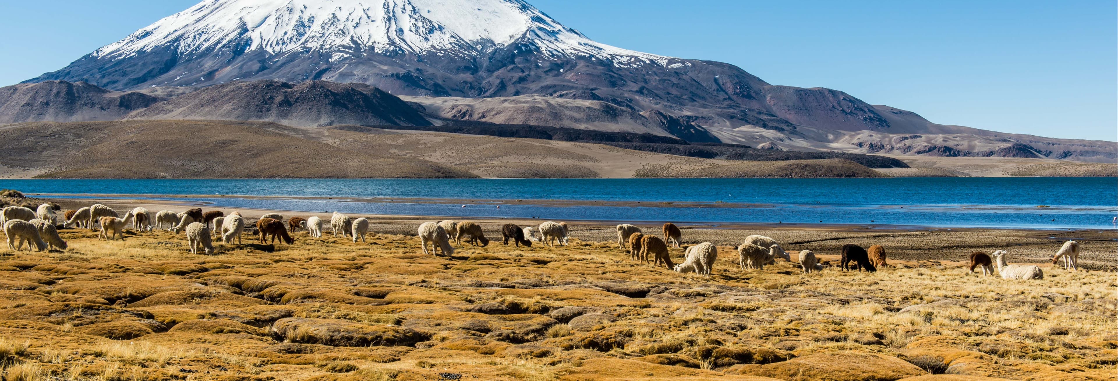 Unforgettable Lake Chungará Adventures & Arica Tours
