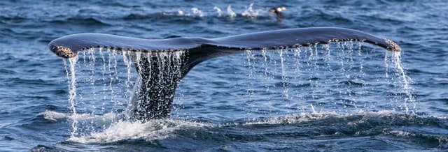 Whale Watching in Patagonia