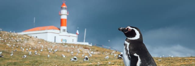 Magdalena Island Day Trip for Cruise Passengers