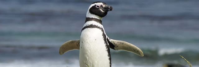 Magdalena Island Day Trip