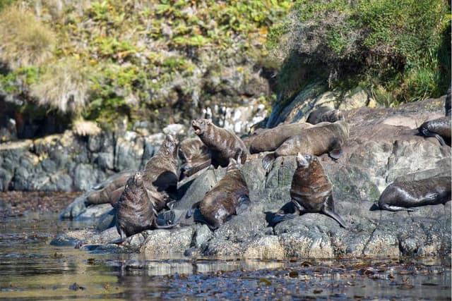 Whale Watching in Patagonia