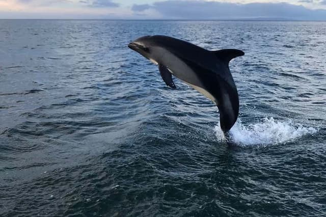 Strait of Magellan Dolphin Watching