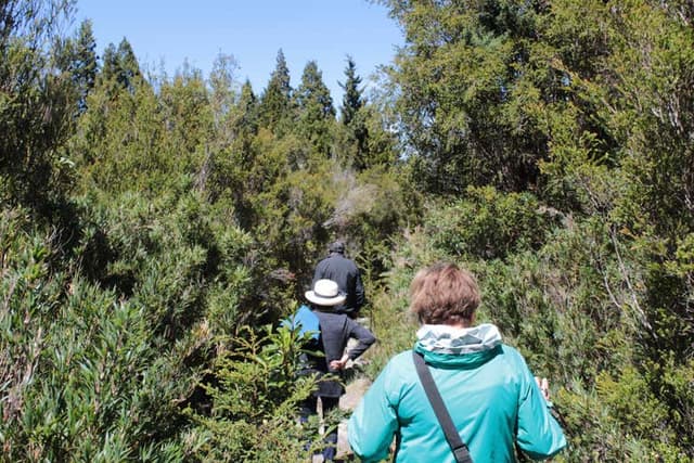 Alerce Costero National Park Day Trip
